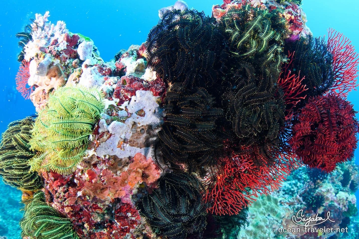 バリ島ファンダイビング　パタンバイ