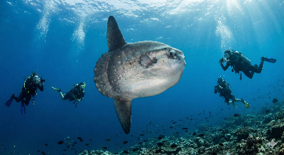 マンボウを囲むダイバー