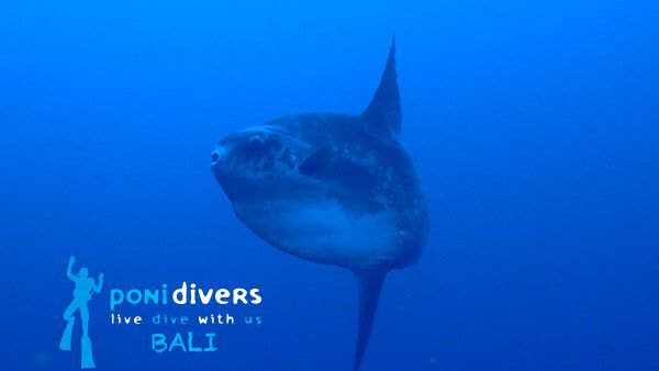 2024バリ島マンボウダイビング