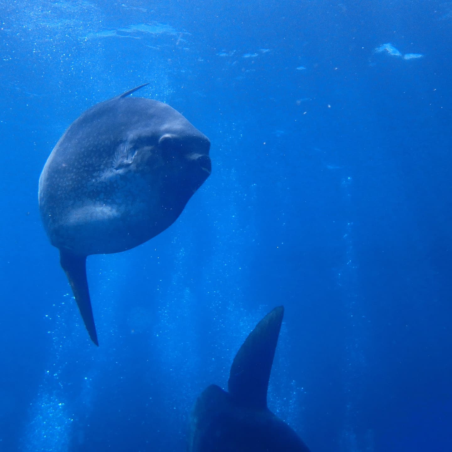 バリ島クリスタルベイマンボウ