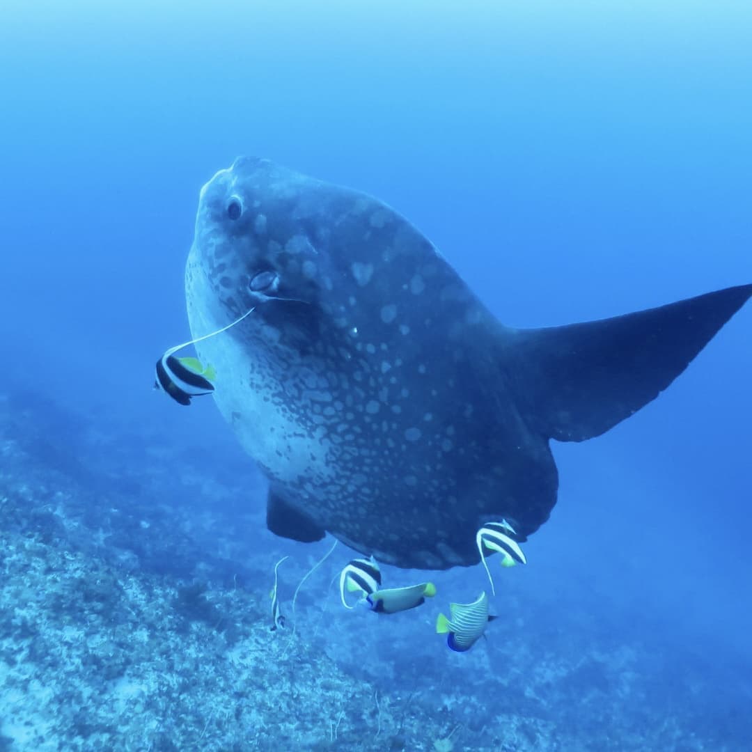 クリスタルベイの浅瀬クリーニングステーションに現れたマンボウ（モラモラ）