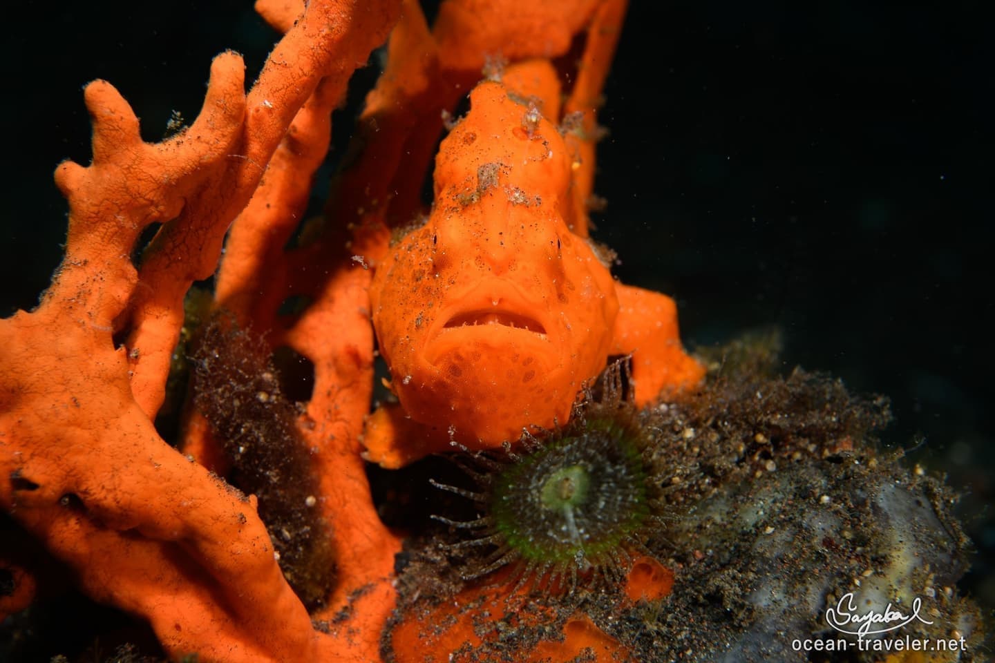 バリ島ダイビング　カエルアンコウ