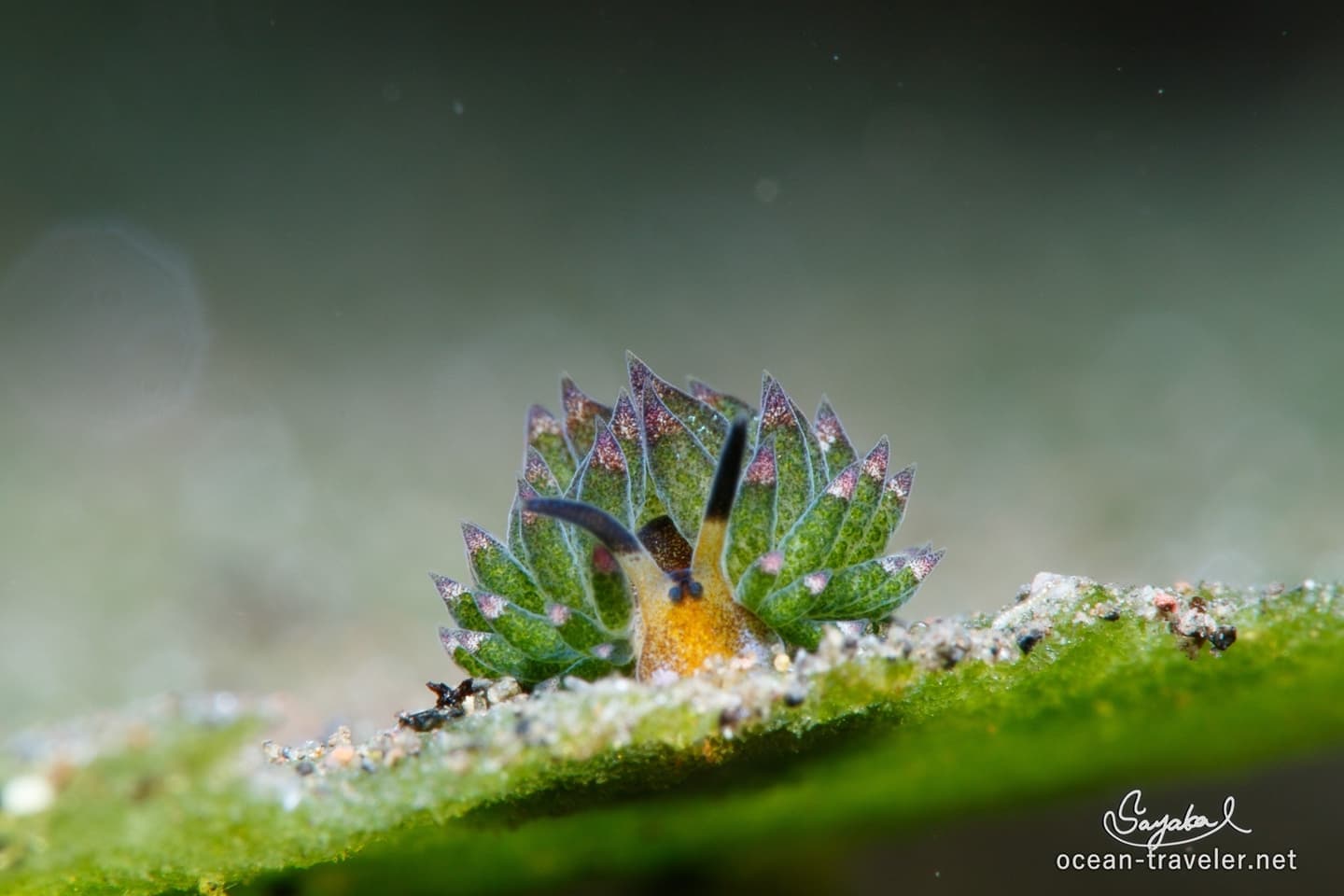 バリ島　ウミウシ