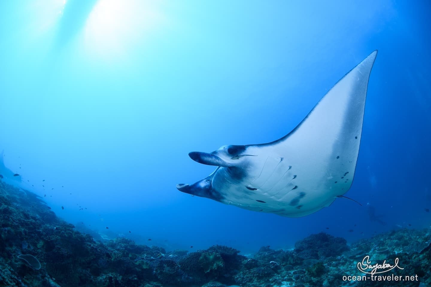 バリ島マンタダイビング