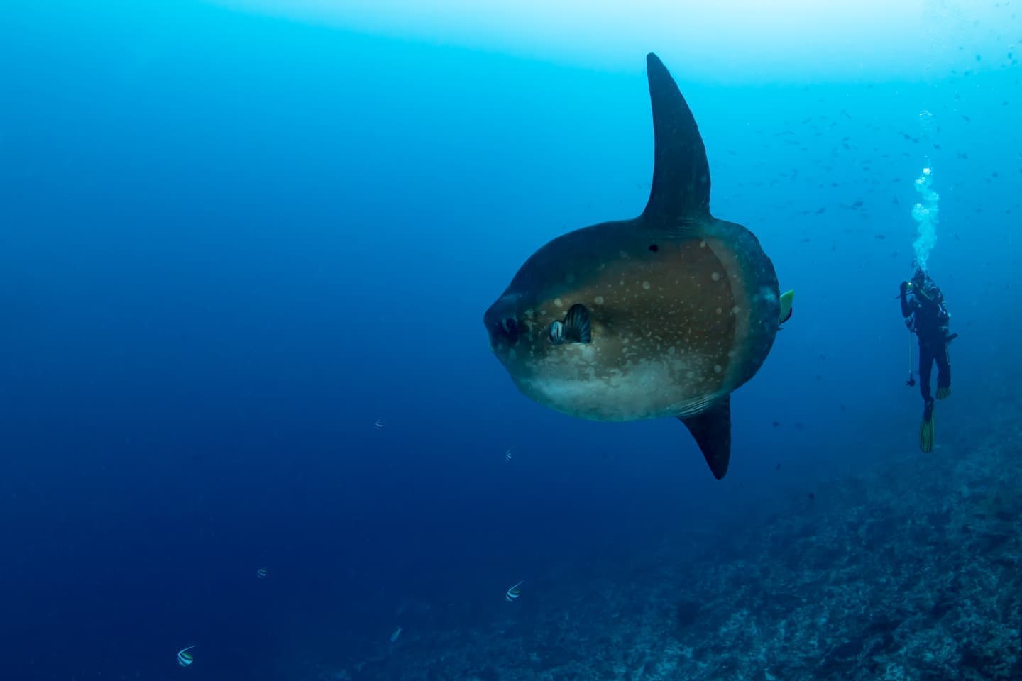バリ島マンボウダイビング