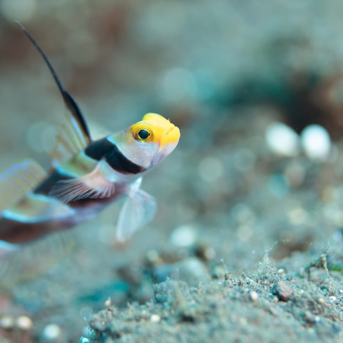 ヒレナガネジリンボウ