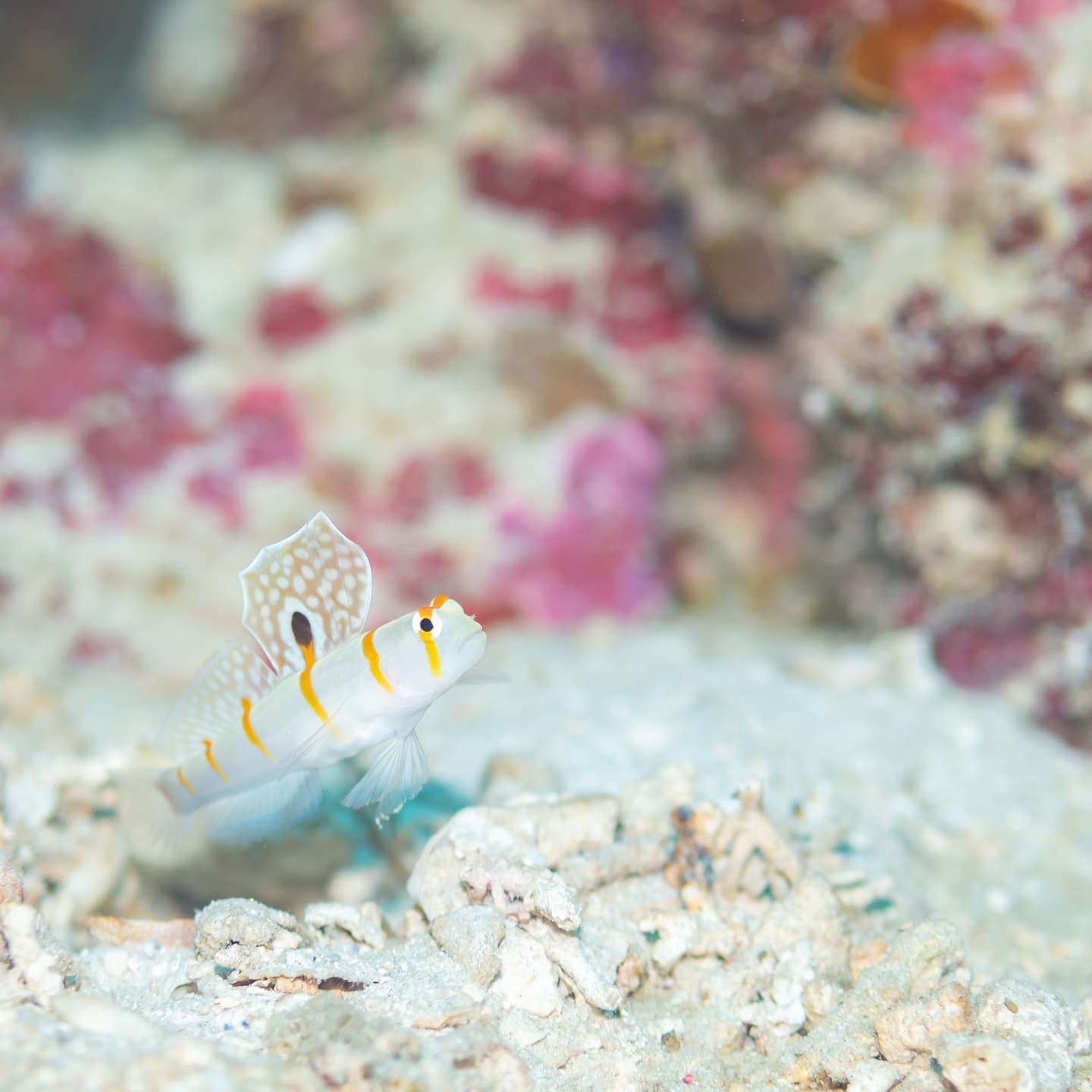 ニチリンダテハゼ