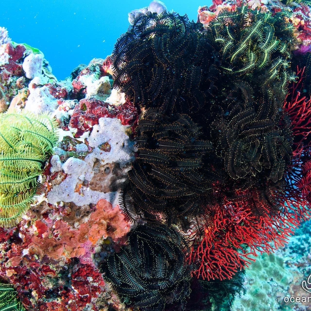 パタンバイ水中