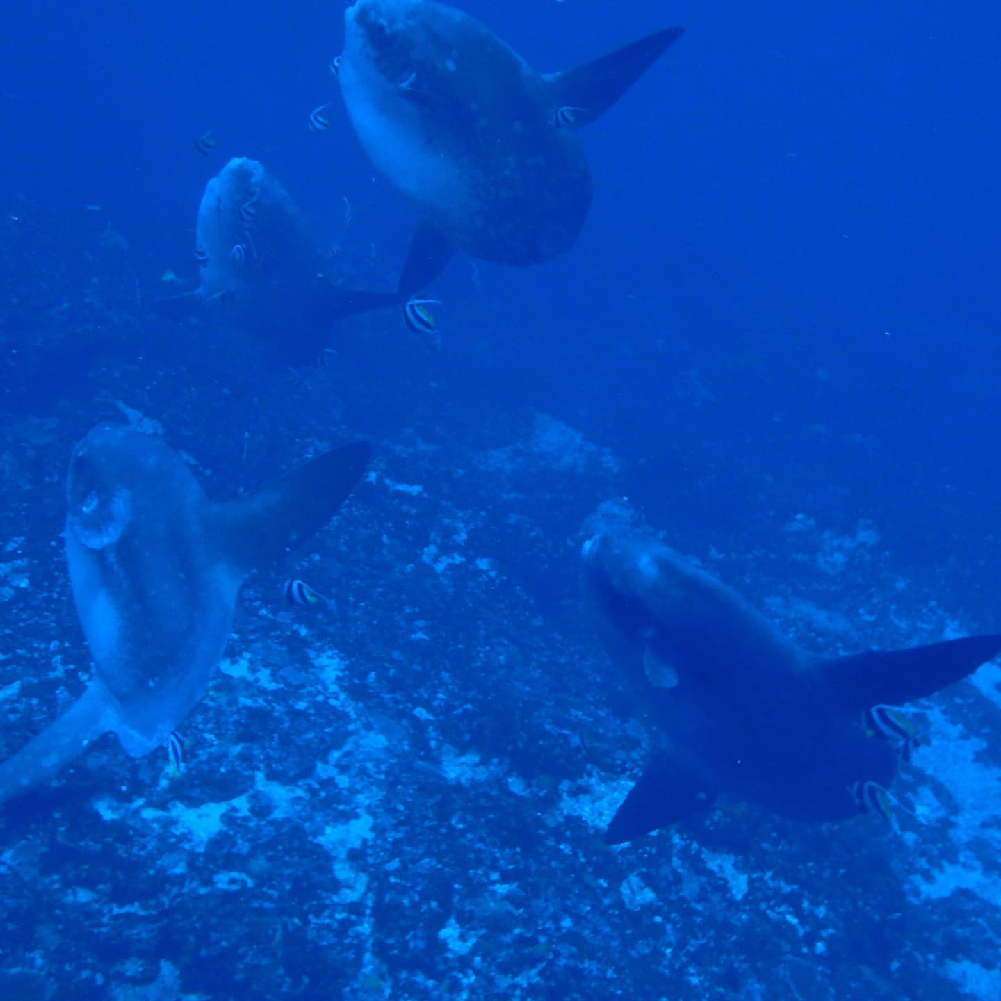 バリ　マンボウ