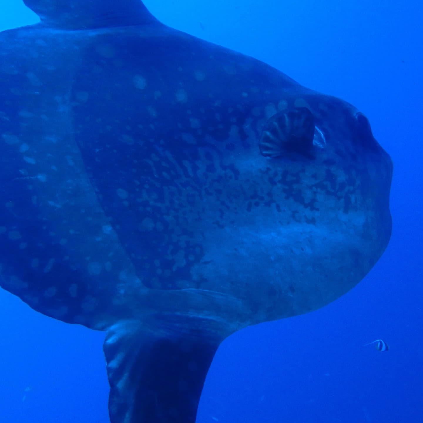 バリ島マンボウ　ダイビング