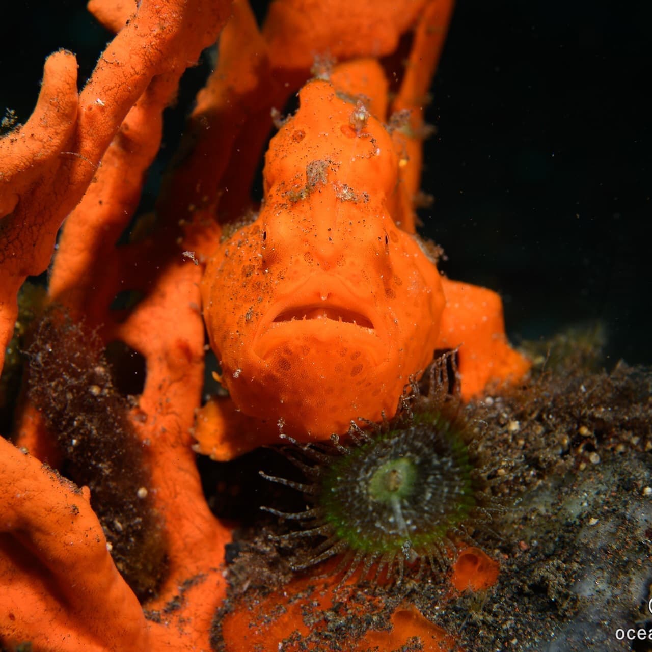 イロカエルアンコウ