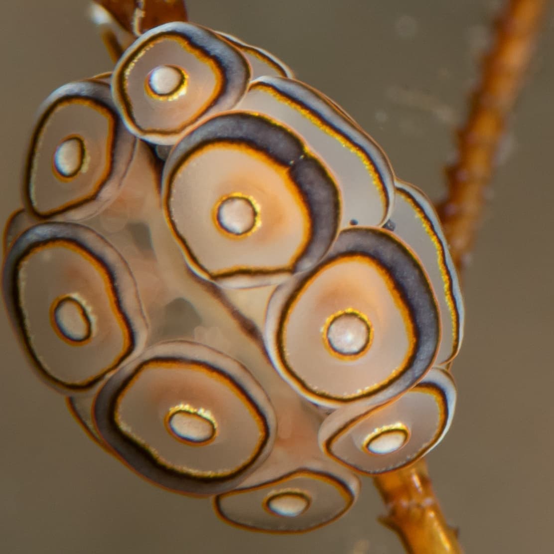 ドーナツマツカサウミウシ