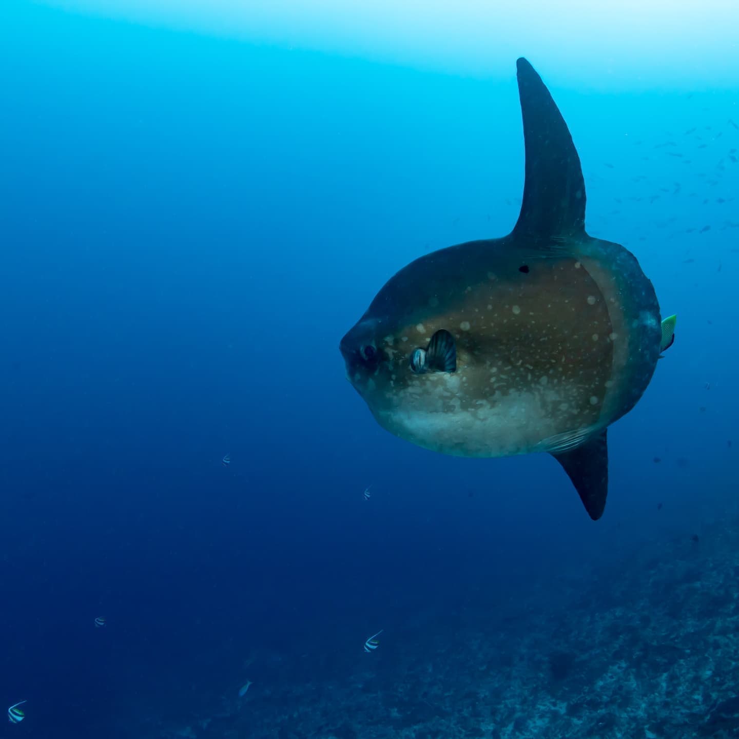 バリ島マンボウ
