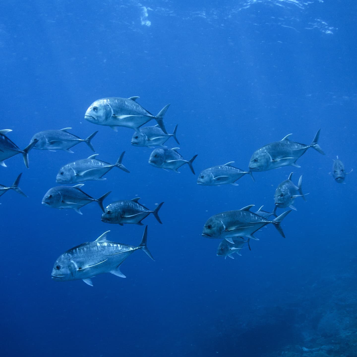 バリ島スピアフィッシング