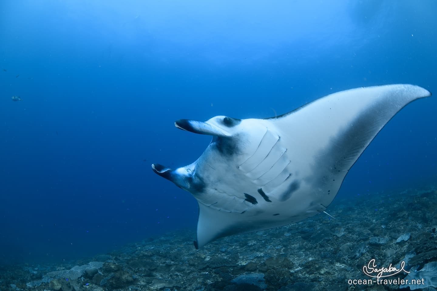 バリ島ファンダイビング　ヌサペニダ