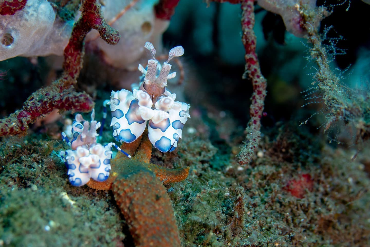 バリ島ファンダイビング　トランベン